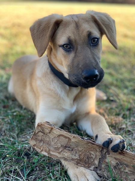 Noka