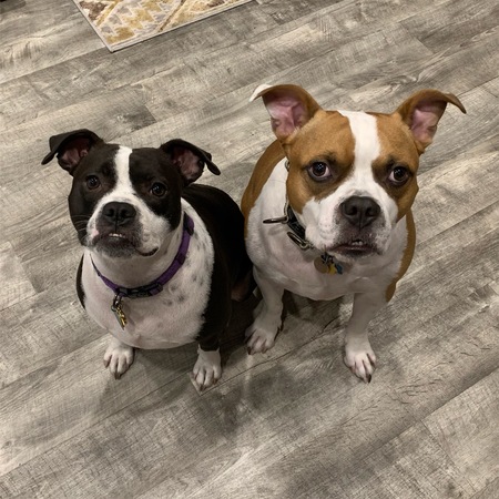 Willow & Murphy