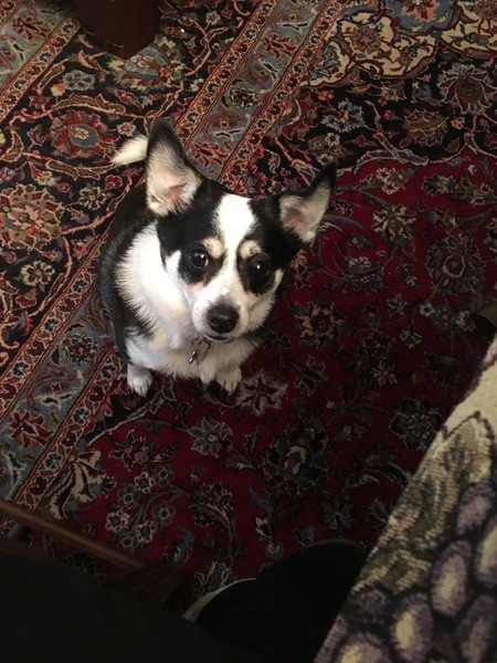Beau
