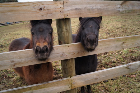 Pippa and Penelope