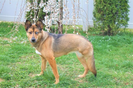 Nova