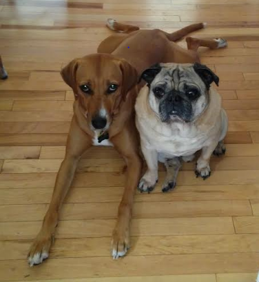 Sansa and Bluto Thomas