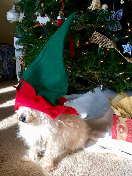 Gracie
