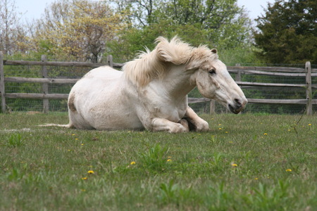 Romeo