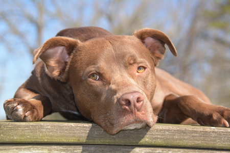 Cody (formerly Carhartt)