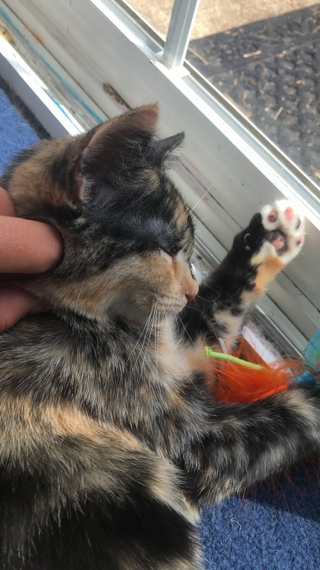 Cleo Catra