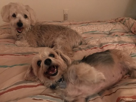 Rocky Sugar Bear & Cassie
