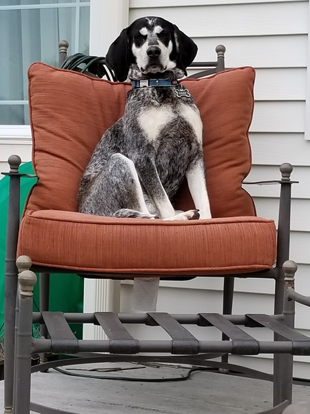 Chief
