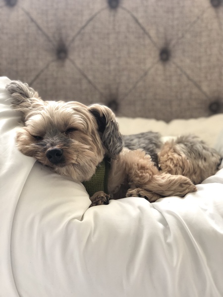 Peluche