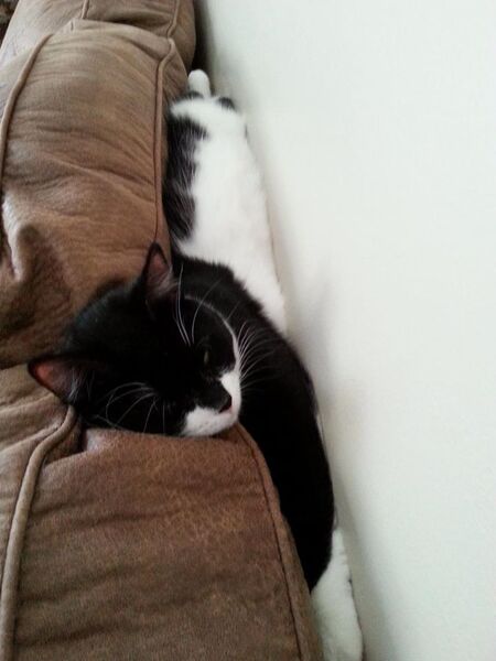 Kitty