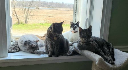 Blanche, Bluebell, Wesley, Wyatt