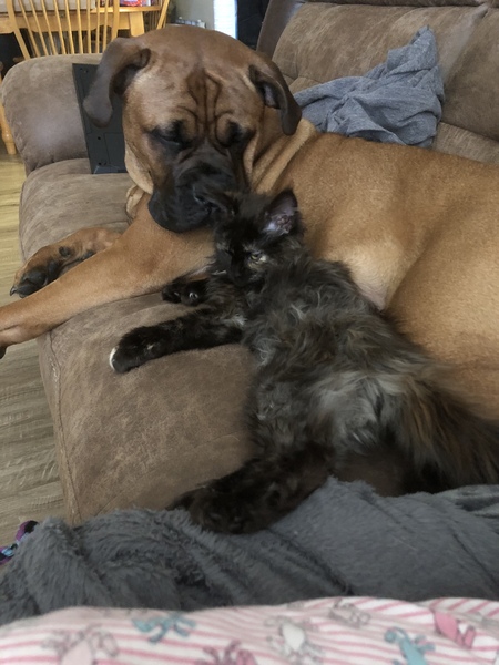 Bailey (Bullmastiff) and Boss (maincoon kitten)