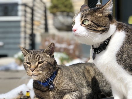 Cat Stevens and Athena Gray