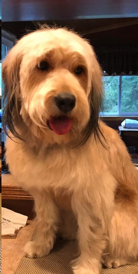 Stella