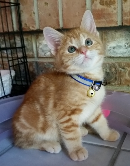 Nugget