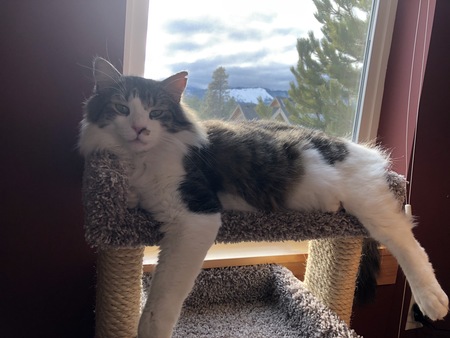 Finnegan 