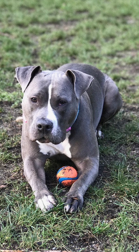 Gracie