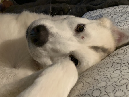 Ooni