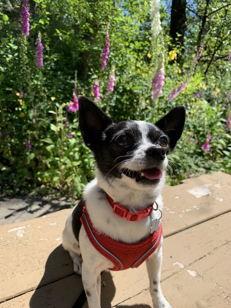 Oreo