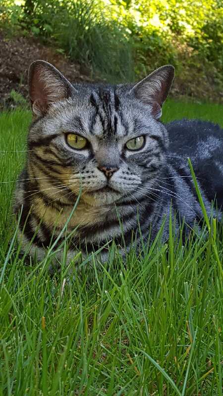 Maximus
