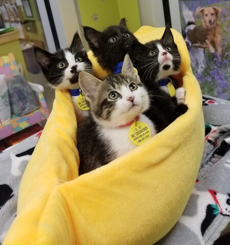 Banana kittens