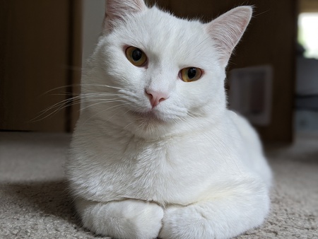 Leonard Horatio "Bones" McCoy Kapakos