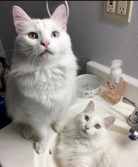 Viktor & Vasili