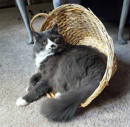 Basil