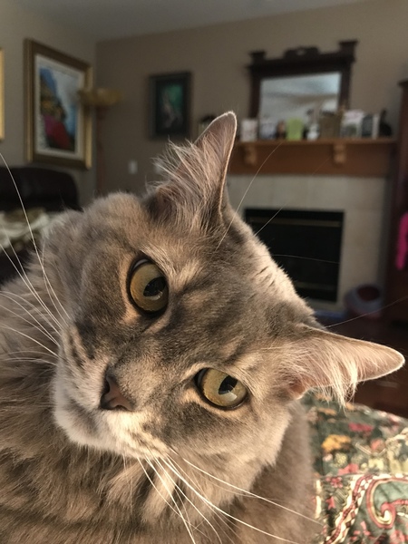 Gracie