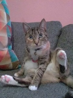 Cleo