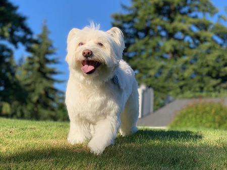 Teddy 