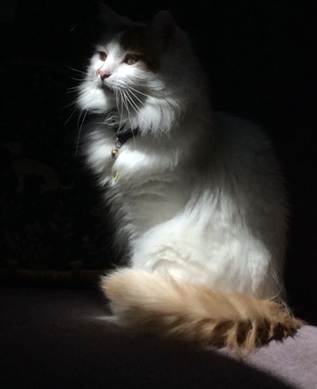 Leo