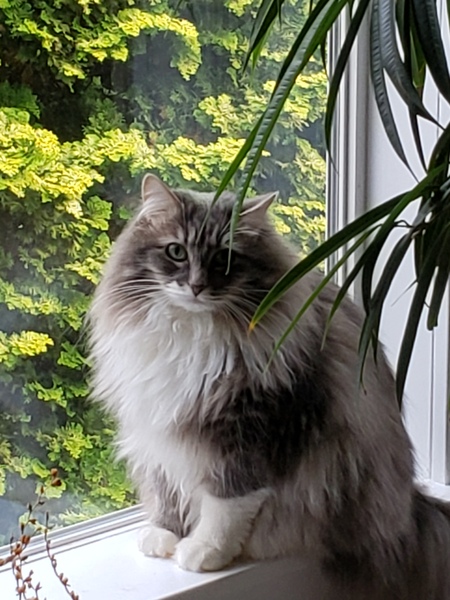 Abby-Cat