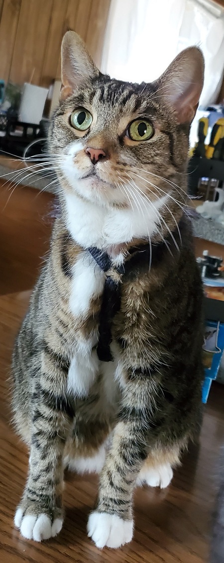 Sox