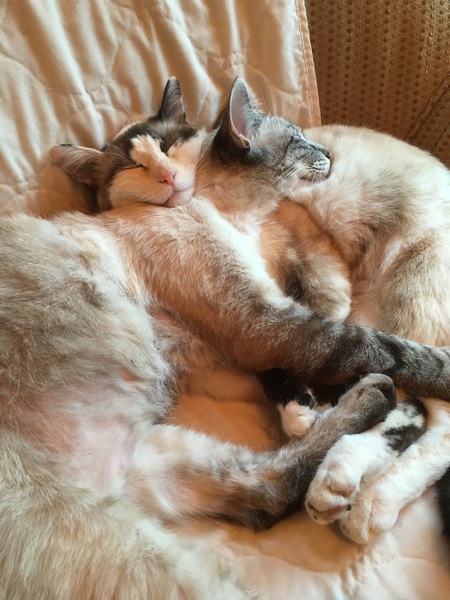 Buddy and Layla
