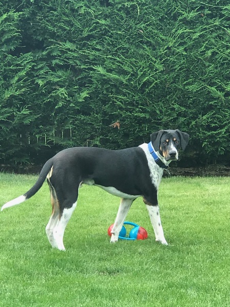 Enzo
