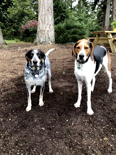 Lady Bird and Lincoln