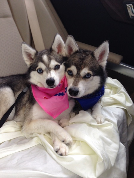 Romeo & Peanut