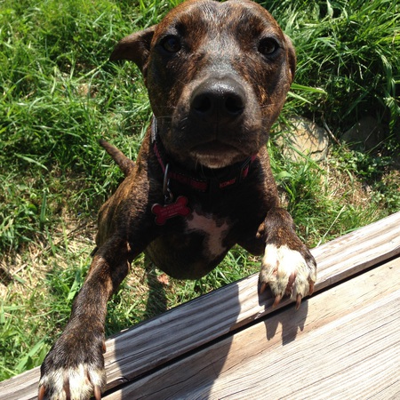 Penny