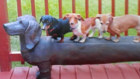 Baily, Luna and Roxy