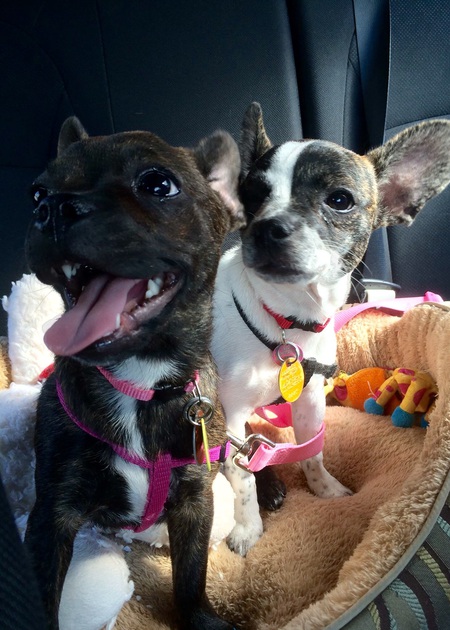 Luna and Lily