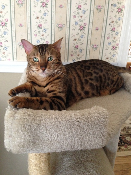 Tigger