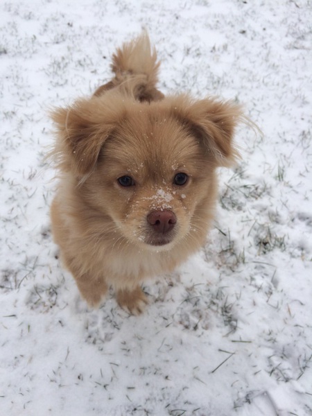 Cooper