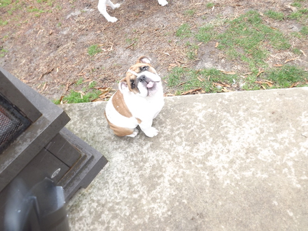 Lola