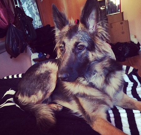 Hazel