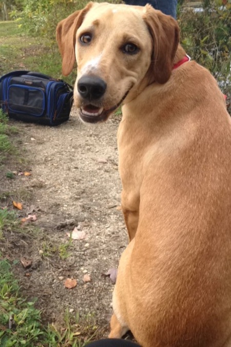 Dixie