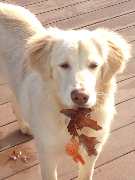Winston