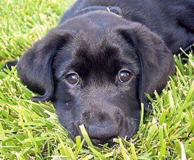 Baby Hamish