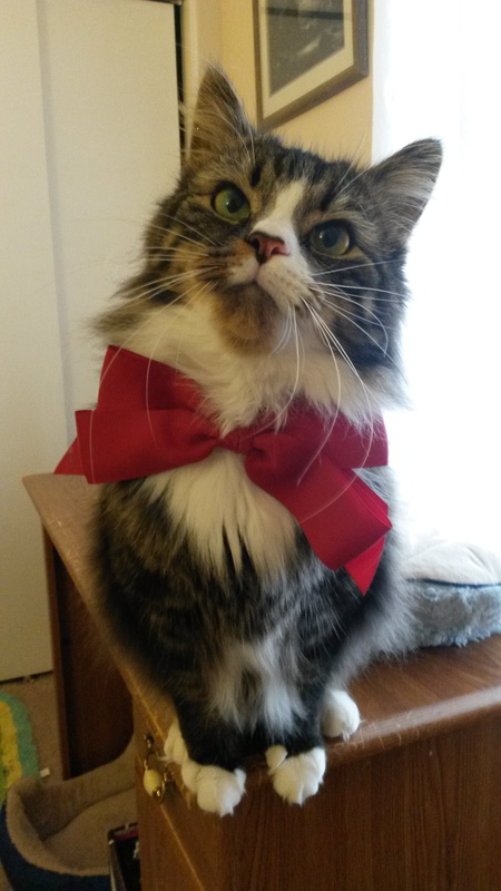 simba
