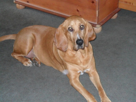 Ellie Mae (Bloodhound)